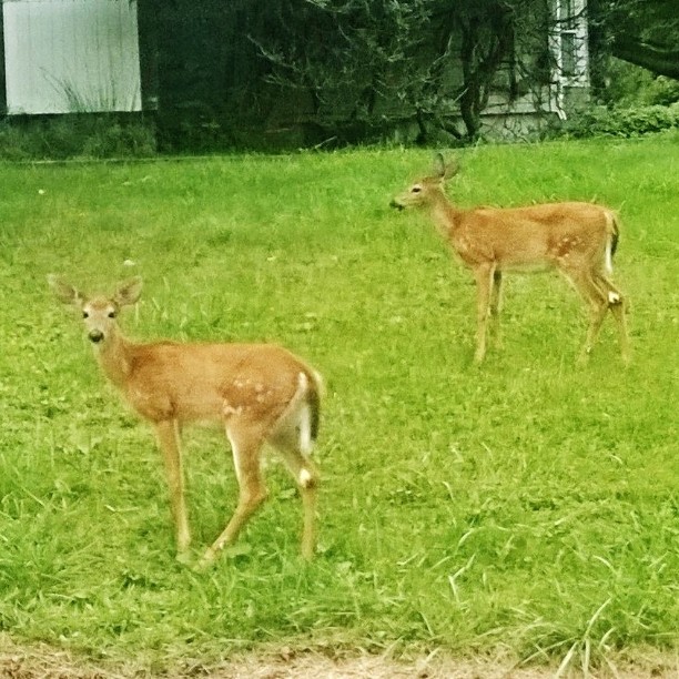 Digital Nomadicy Update: Apropos of nothing, some awesome deer on the side of the road.